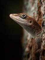 Brown Anole With A Serene Expression Gazing From Bark Texture photo