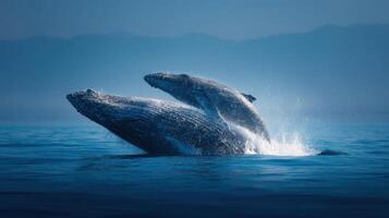 An interested humpback offspring breaches near its parent photo