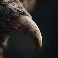 Close up view bark residue clinging onto a strong boar tusk photo