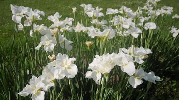 A lush garden filled with blooming white flowers reveals the beauty and tranquility of nature in spring, inviting admiration from all who pass by. video