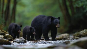 Attentive Sow Black Bear With Cubs Crossing Shallow Waterway photo