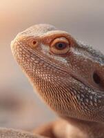 Bearded Dragon Exhibits Serenity With Its Perceptive Gaze photo