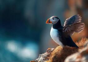 Colorful Beaked Puffin Maintains Feathers High Above Ocean Waves photo