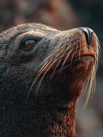 An experienced sea lion with an intelligent and watchful stare photo