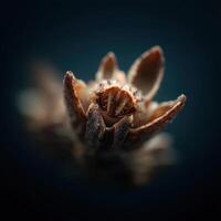 Detail of a barnacle unfurling its cirri to capture food photo