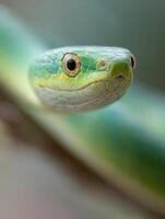 Green Tree Serpent With A Serene Expression Gazing Around photo