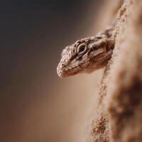 Desert Dwelling Lizard With Sand Dust On Scaled Body photo