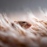 Extreme close up of tiny dirt on a sleek fancy mouses coat photo