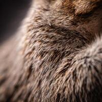 Extreme close up showing dirt grain on rough squirrel pelt now photo