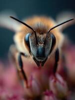 Fuzzy Bee Head Features Clearly Visible Sensitive Antennae photo
