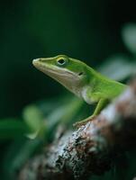 Green Anole With A Serene Expression Gazing At Its Habitat photo