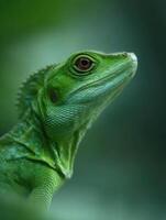 Green Basilisk With A Serene Expression Gazing From Branch photo