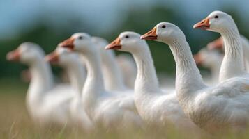 Happy geese marching together spiritedly on a sunny field photo