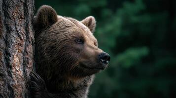 Huge Brown Forest Bear Scratches Comfortably On Tree Bark photo