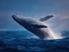 Huge Humpback Whale Makes A Spectacular Jump From Water Surface photo