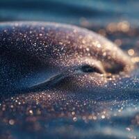 Detail Of Sand Speck Adhering To Smooth Dolphin Epidermis Macro photo