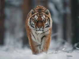 Impressive Striped Predator Tiger In Its Natural Icy Forest Home photo