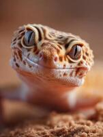 Leopard Gecko Shows Interest With An Observant Look photo