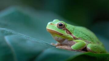 Little Tree Frog Sits Quietly On Oversized Green Leaf photo