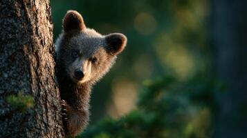 Lively Small Bear Cub Scrambles Up A Sturdy Tree With Ease photo
