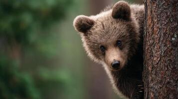 Energetic small brown bear cub scrambles up a large tree playfully photo