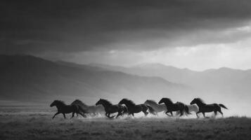 Majestic Wild Stallions And Mares Race Across Flatlands photo