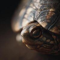 Single Grain Of Dirt Adhering To A Painted Turtles Armor photo