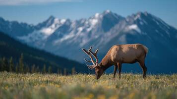Magnificent Bull Elk Foraging Calmly In Brightly Lit Pasture photo