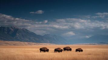 Many Bison Graze Together Across A Wide Open Summer Field photo