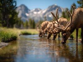 Many elk gathered to sip water from a clear flowing stream photo