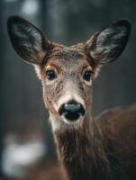 Reserved Deer Observes Gently In The Subdued Forest Glow photo