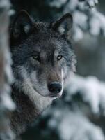 Reserved Wild Wolf Takes A Quick Glance From Winter Tree Cover photo