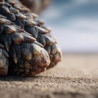 Single Grain Of Dirt Adhering To A Bearded Reptiles Skin photo