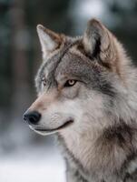 Mature Wolf With A Watchful And Reflective Gaze In Woods photo