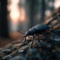 Sizable Black Coleopteran Climbs Wooden Tree Trunk photo
