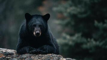 Robust black bear observed sitting peacefully on woodland stone photo
