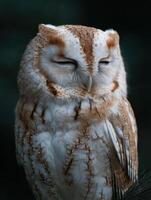 Peaceful Night Bird Owl In Repose Upon A Sturdy Branch photo