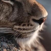 Mountain lion whisker detail exhibits subtle texture and elegant bend photo