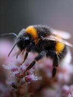 Pollen Grains Adhere To Fluffy Abdomen Of Bee photo