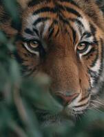 Reserved Big Cat Tiger Takes A Quick Glance From Leafy Hideout photo