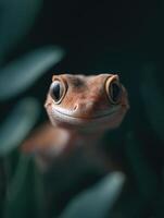 Small Lizard Gecko On A Nightly Quest Gazing Curiously photo