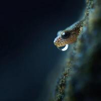 Tiny Water Bead Resting On Newts Detailed Skin Texture photo