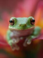 Small Green Amphibian Showing Playfulness Through Bright Eyes photo