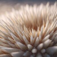 The fragile spines of a sea urchin with detailed texture photo