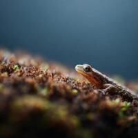 Tiny Earth Grain Visible On Newts Glossy Skin Surface photo