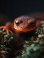 Small Newt With A Coy Look On Moss Covered Rock photo