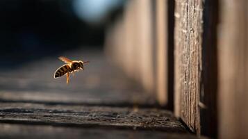 Striped Hornet Soars Near Old Wood Planking photo