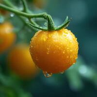 Succulent little yellow tomato adorned with sparkling dew moisture photo