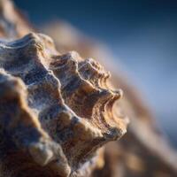 The rugged shell of a barnacle with intricate surface detail photo