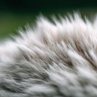 The Delicate And Silky Feel Of A White RabbitS Coat photo